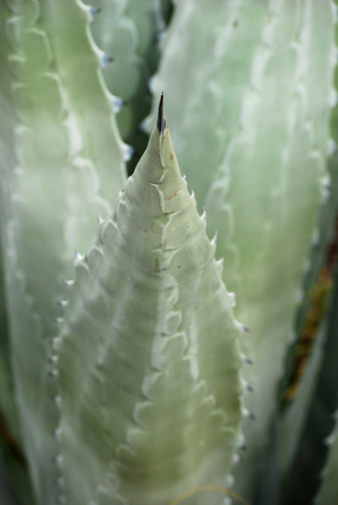 The Basics You Need to Know About Tequila